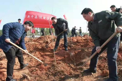 國(guó)網(wǎng)新干縣供電公司 連續(xù)20年開展新春植樹活動(dòng)