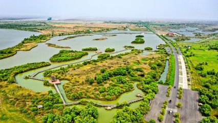 "齊"心"魯"力|山東:黃河三角洲修復(fù)濕地近30萬畝 生物多樣性顯著提升