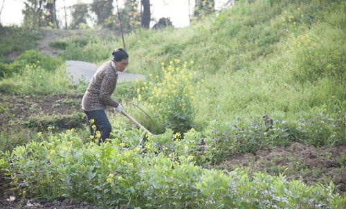 夫婦兩放棄事業(yè)返鄉(xiāng),種錯峰蔬菜成功致富