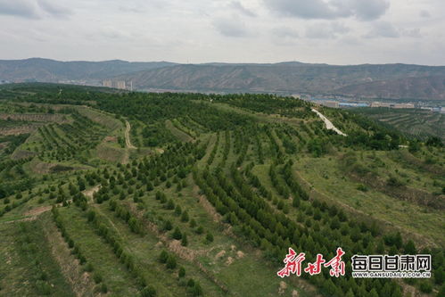 萬畝生態(tài)林 打造定西 生態(tài)扶貧樣本