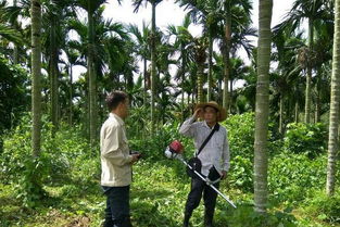 三亞南繁院技術(shù)人員到高峰扎南村了解檳榔病蟲害防治示范基地并為持續(xù)科技服務(wù)做好基礎(chǔ)工作