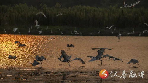 看了這17幅實景美圖,你會深深愛上 漢壽縣息風(fēng)湖國家濕地公園